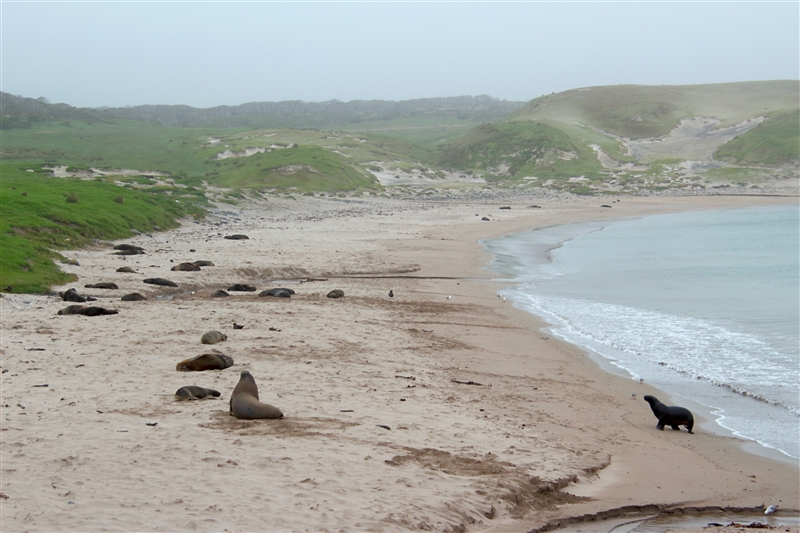 Enderby 2235 m Hookers Sea Lions Phocarctos hookeri males